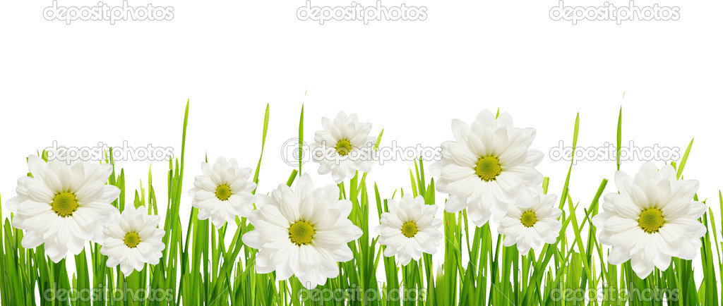 Grass and daisy flower edge