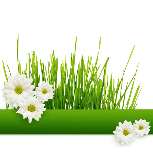 Grass and daisies — Stock Photo, Image
