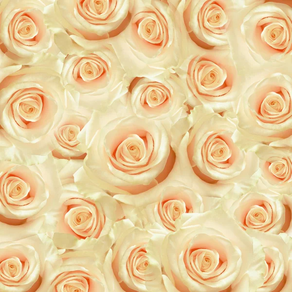 Weiße Rosenblüten — Stockfoto