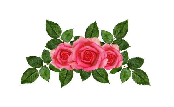 Rosa blommor arrangemang — Stockfoto