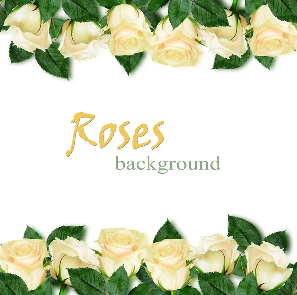 Rosa flores bordes — Foto de Stock