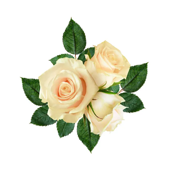 Rosa flores composição — Fotografia de Stock