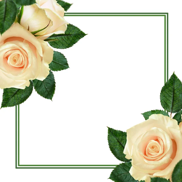 Broskvové květy růže — Stock fotografie
