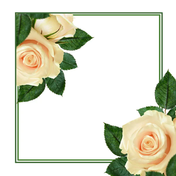 Broskvové květy růže — Stock fotografie