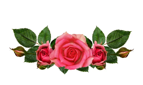 Rose crown Stock Photos, Royalty Free Rose crown Images | Depositphotos