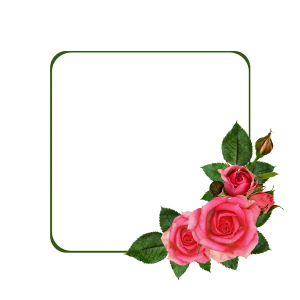 Roze bloemen regeling — Stockfoto