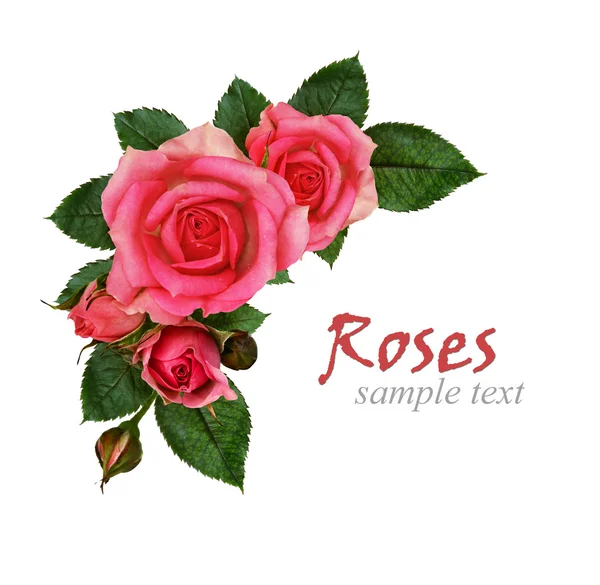 Composizione fiori di rosa — Foto Stock