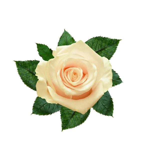 Rosa branca flor — Fotografia de Stock