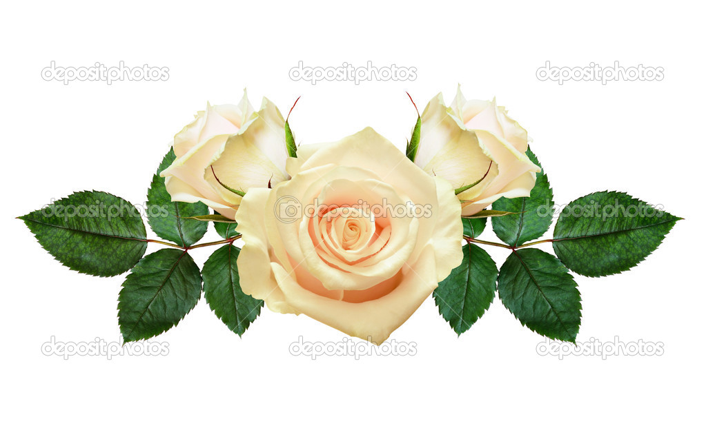 Rose flowers composition