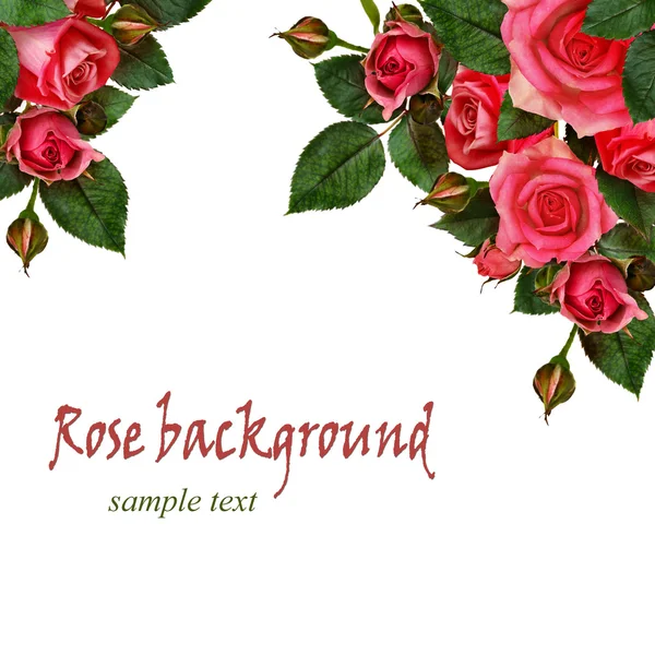 Rosa flores fondo —  Fotos de Stock