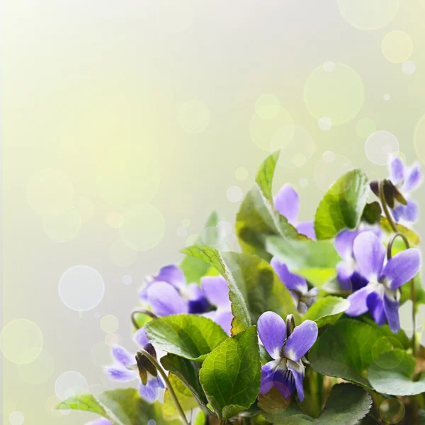 Violets — Stock Photo, Image