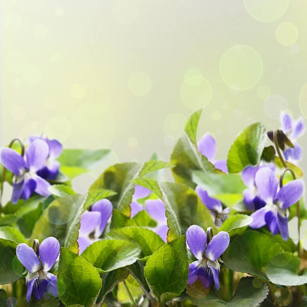 Violets — Stock Photo, Image