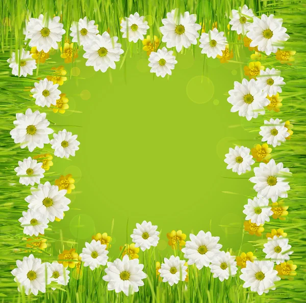 Gras en daisy flower frame — Stockfoto