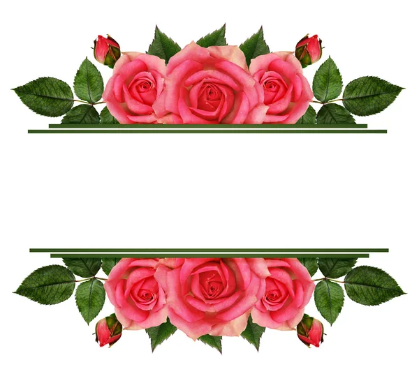 Roseira flores bordas — Fotografia de Stock
