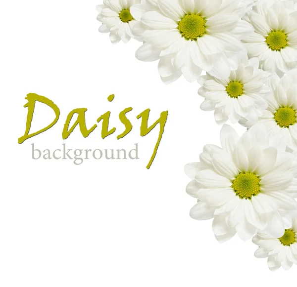 Daisy bloemen regeling — Stockfoto