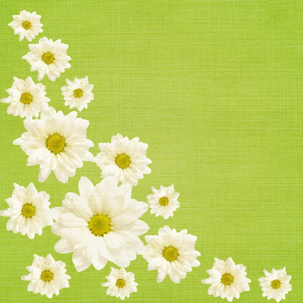 Daisy flowers arrangement — Stock Photo, Image