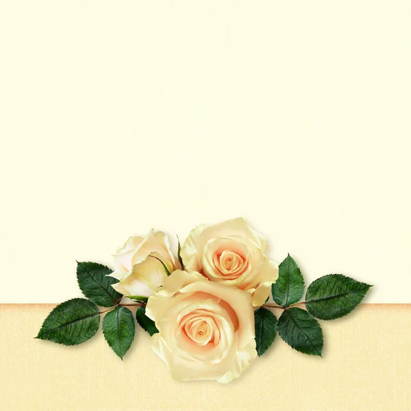 Květy růže uspořádání — Stock fotografie