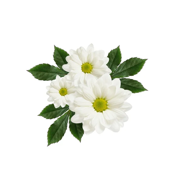 Daisy flowers arrangement — Stock Photo, Image