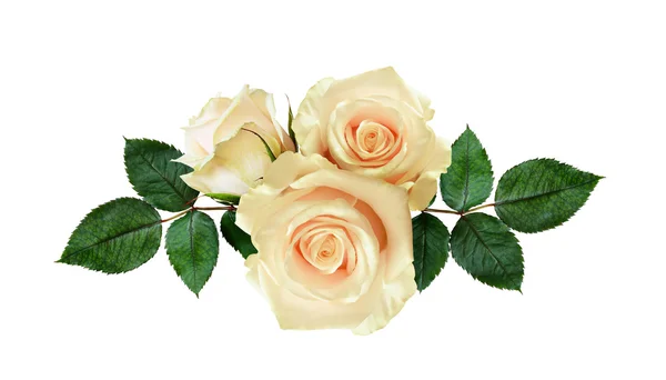 Květy růže uspořádání — Stock fotografie