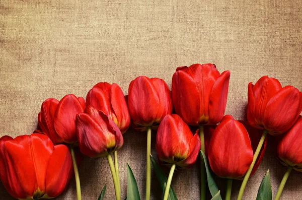 Tulip flowers on canvas — Stock Photo, Image