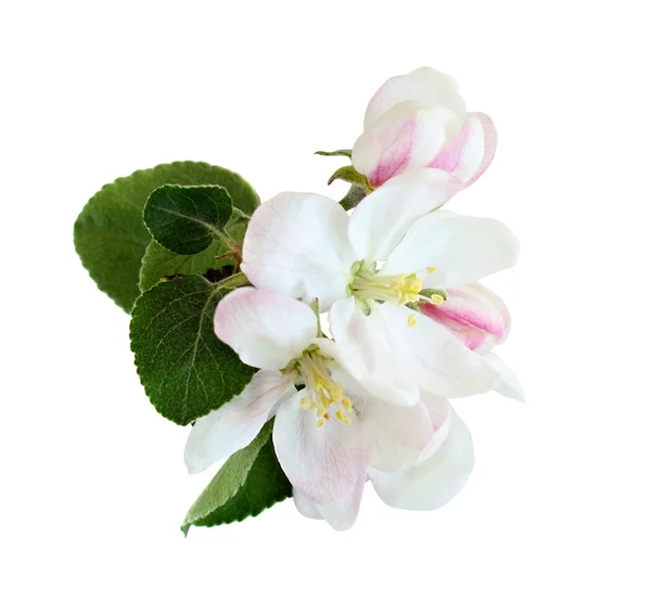 Apple квіти — стокове фото