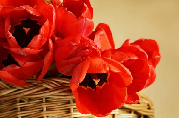 Tulip květiny v košíku — Stock fotografie