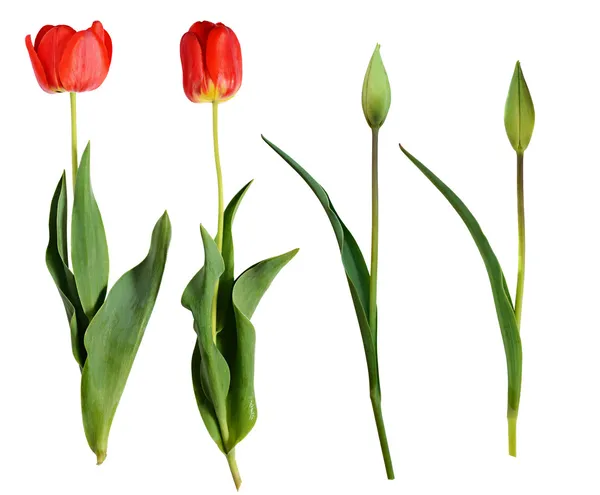 Rote Tulpenblüten — Stockfoto