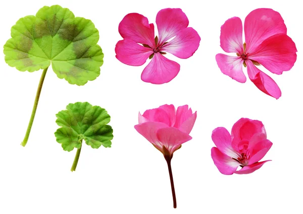 Geranium flowers and leaves — Stock Photo, Image