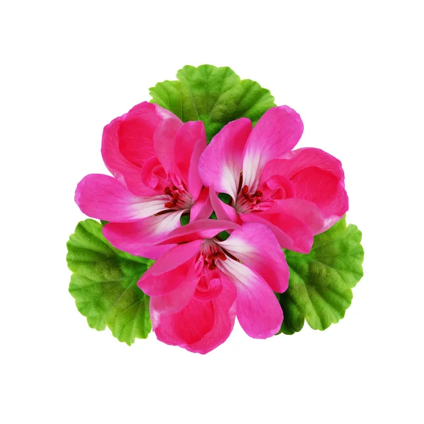 Geranium flowers composition — Stock Photo, Image