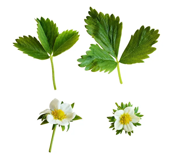 Strawberry flowers and leaves — Stock Photo, Image