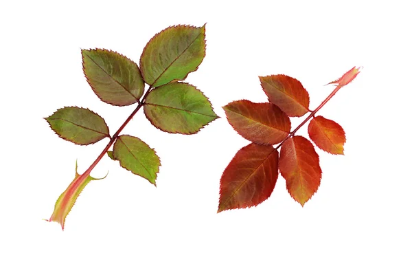 Green and red rose leaves — Stock Photo, Image