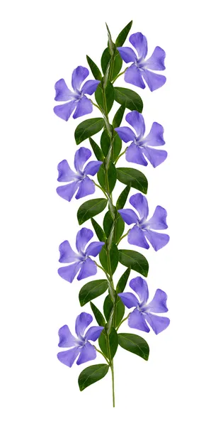 Periwinkle flowers line — Stock Photo, Image