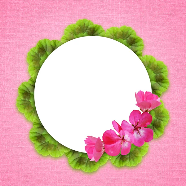 Rosa Hintergrund mit Geranienblüten — Stockfoto