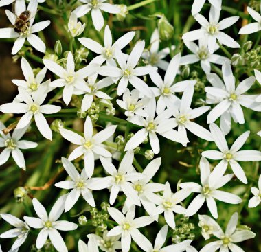 ornithogallum çiçek