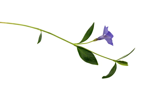 ツルニチニチソウの花 — ストック写真