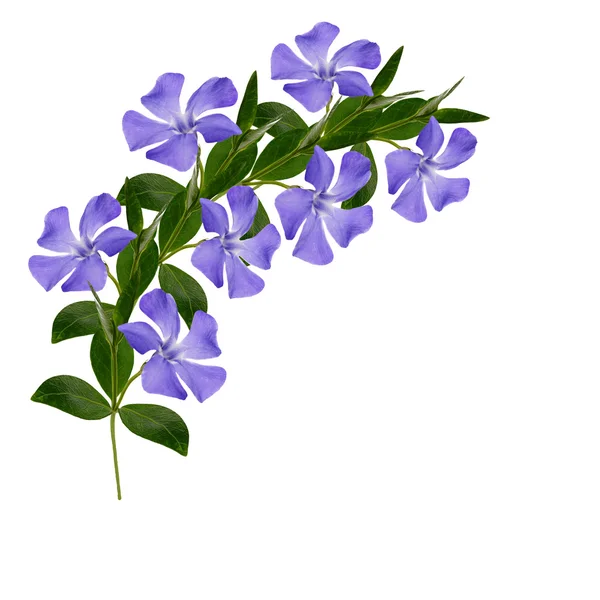 Periwinkle flowers arc — Stock Photo, Image