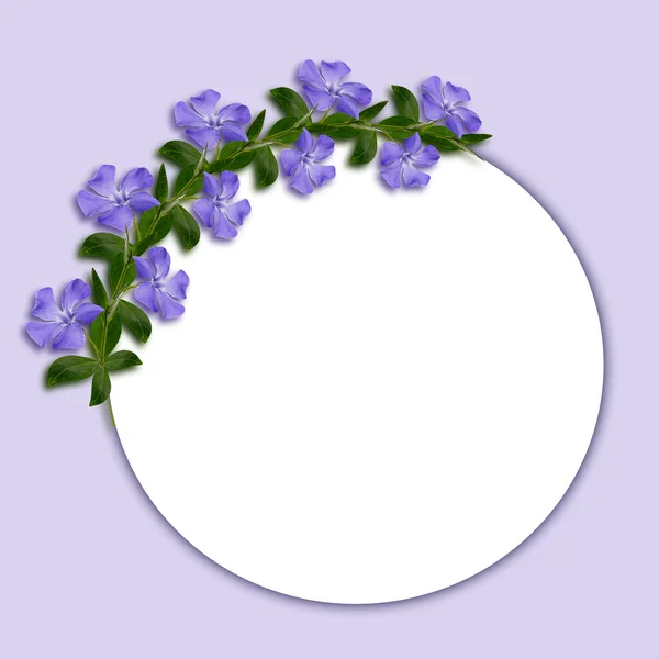 Periwinkle flowers line in a corner — Stock Photo, Image