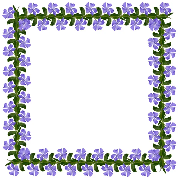 Periwinkle flowers square — Stock Photo, Image