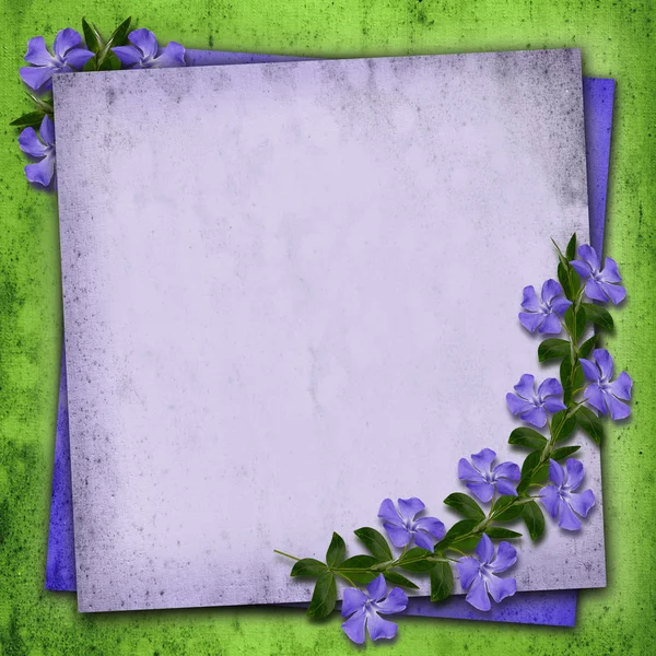 Periwinkle flowers background — Stock Photo, Image