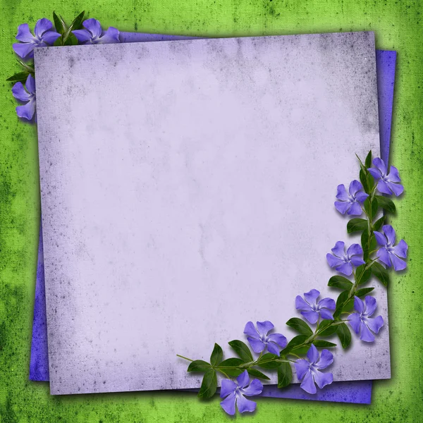 Periwinkle flores fondo — Foto de Stock