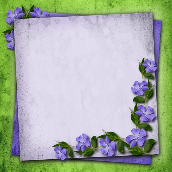 Periwinkle flowers background — Stock Photo, Image