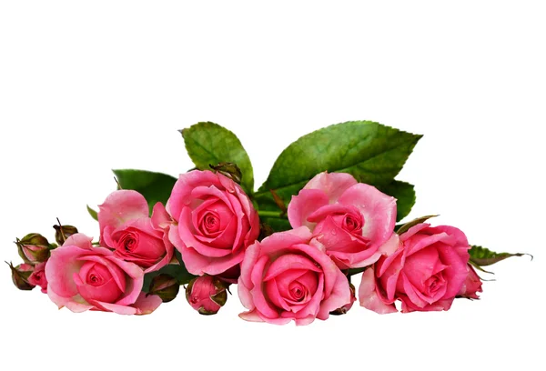 Pink rose flowers — Stock Photo, Image