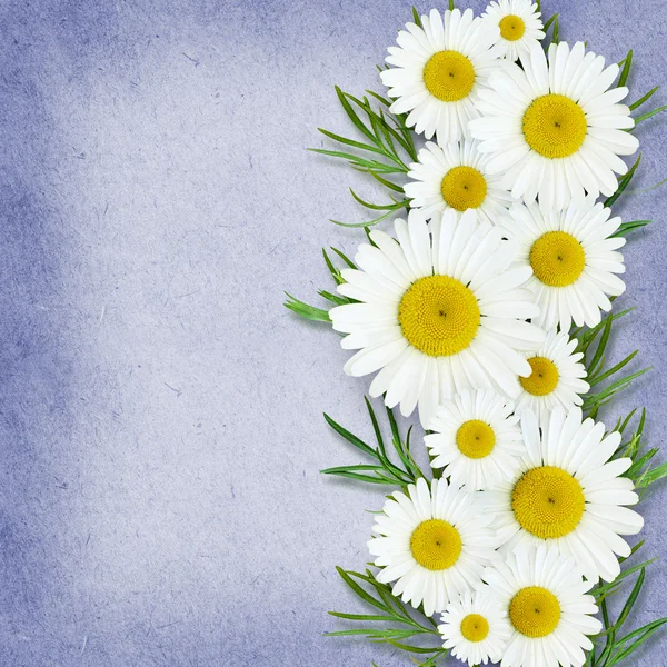 Daisy flowers arrangement — Stock Photo, Image