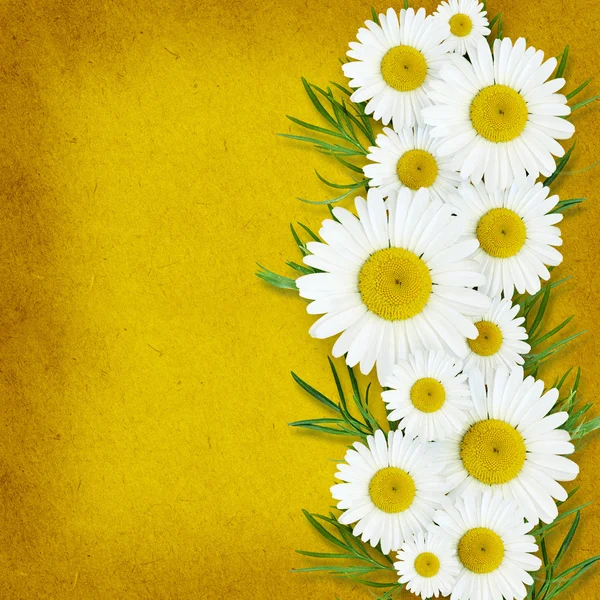 Daisy disposizione dei fiori — Foto Stock