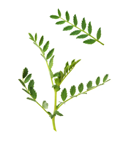 Pea leaves — Stock Photo, Image