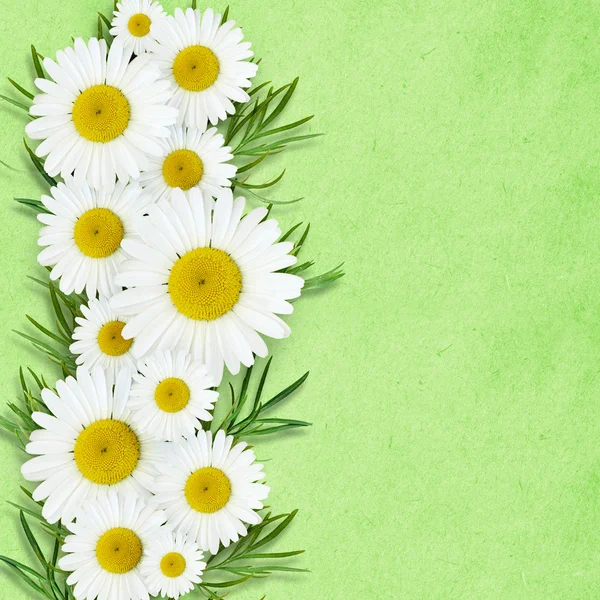 Daisy flowers arrangement — Stock Photo, Image