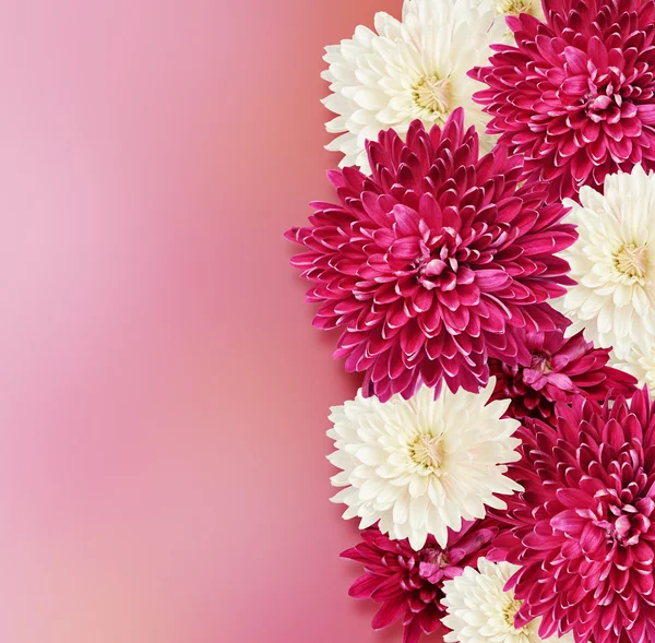 Bordo fiori di Aster — Foto Stock