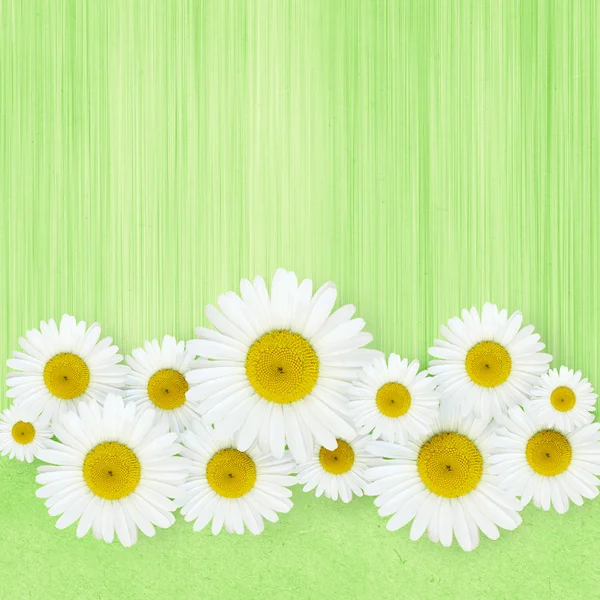 Daisy flowers arrangement — Stock Photo, Image