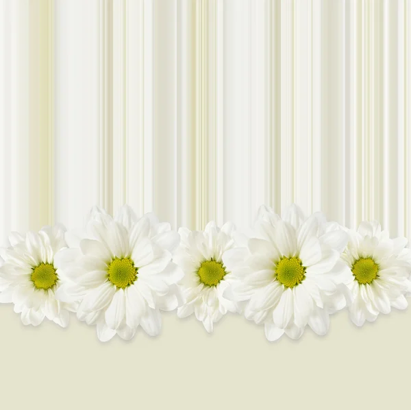 Fundo com linha de flores da margarida — Fotografia de Stock