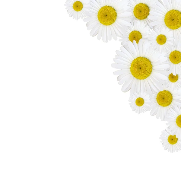 Daisy květiny uspořádání — Stock fotografie